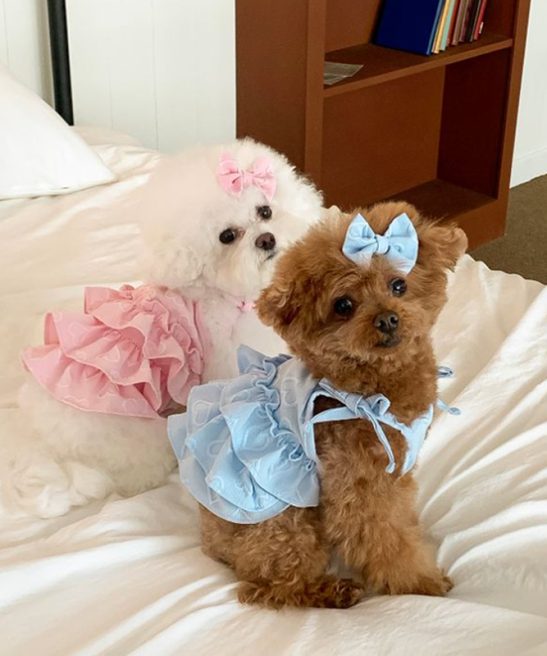 New Heart Strap Dog Cake Dress