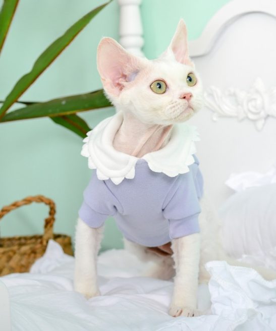 Hairless Cat Clothes