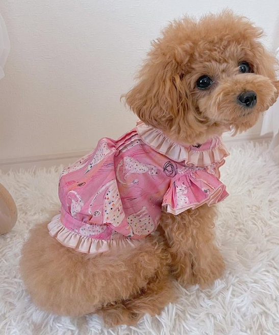 Stylish Dress for Small Dogs and Cats
